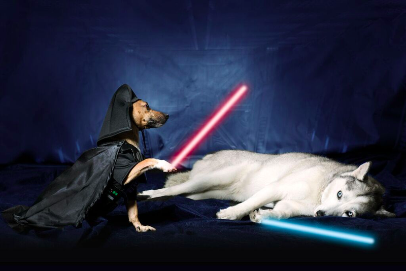 Illustration for article titled May the 4th be with these animals dressed as Star Wars characters